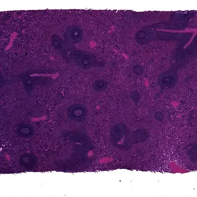 Basic Medical Histology Slide Set